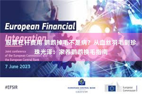 股票杠杆费用 鹦鹉掉毛不是病?从血丝羽毛到珍珠光泽:家养鹦鹉换毛指南